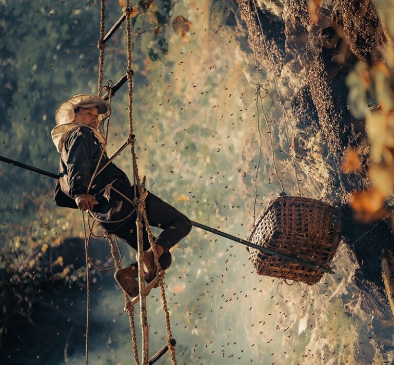 extreme wild honey hunt harvesting 2 honeycombs from a... The Role of Himalayan Giant Bees in Mountain Ecosystems and Sustainable ...