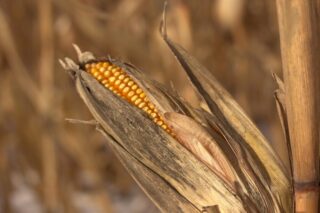 Corn Husk 101: How U.S. Farmers Can Turn Waste Into Profit