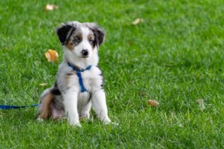 7 Important Features To Look For In A Mesh Dog Harness