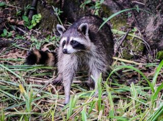 Are Raccoons Dangerous or Just Curious? How to Tell When a Backyard Visitor Is a Threat