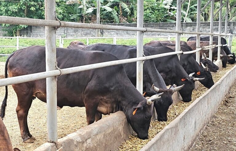 Feedlot system cow farming