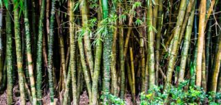 Why Bamboo Just Works Better Than Wood