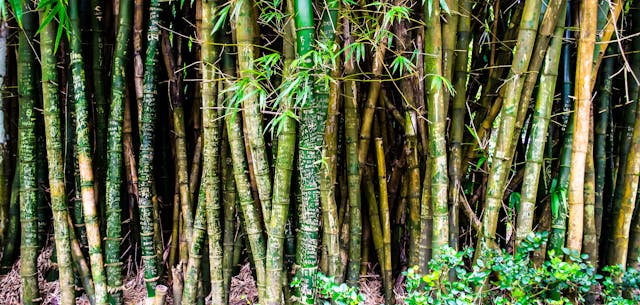 Bamboo