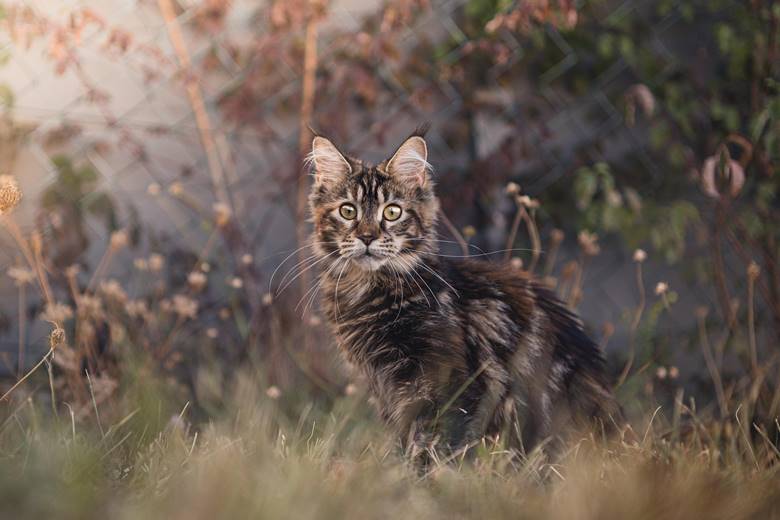 cat playing in a yard