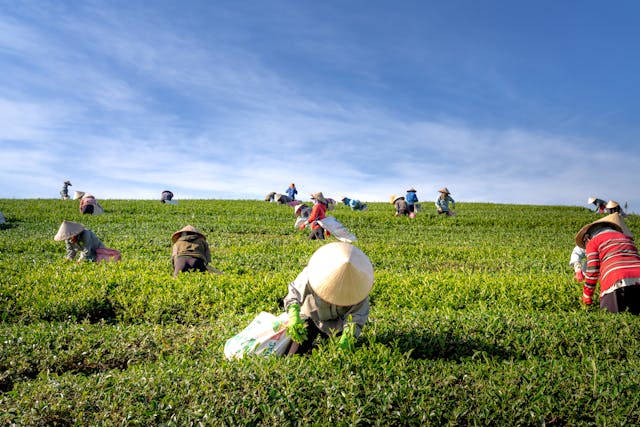 Ethical and Sustainable Tea