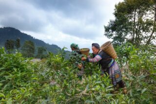 How To Buy Ethical and Sustainable Tea