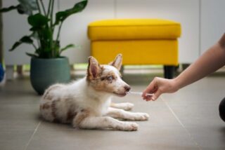 The Connection Between Air Pollution and Respiratory Issues in Pets