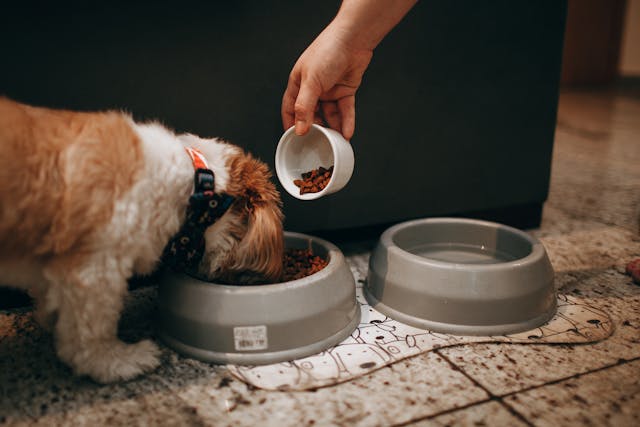 Is Hill’s Prescription Diet Worth It? What You Need To Know Before Switching Your Dog’s Food