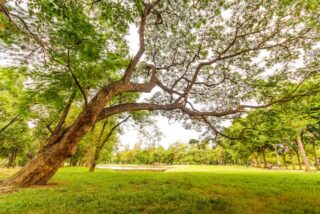 Why sustainability in tree care starts before the work begins