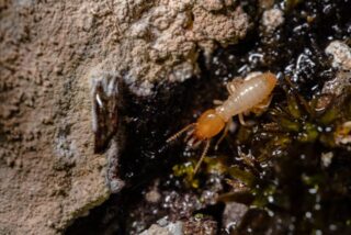 What Do Termites Look Like – And How to Spot the Warning Signs in Your Home