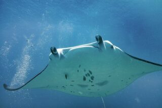 Do Manta Rays Have Stingers?