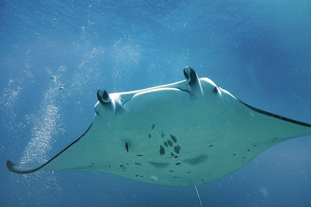 Do Manta Rays Have Stingers?