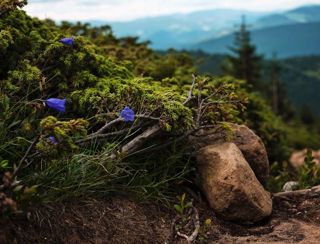 Carpathians eco-tourism 