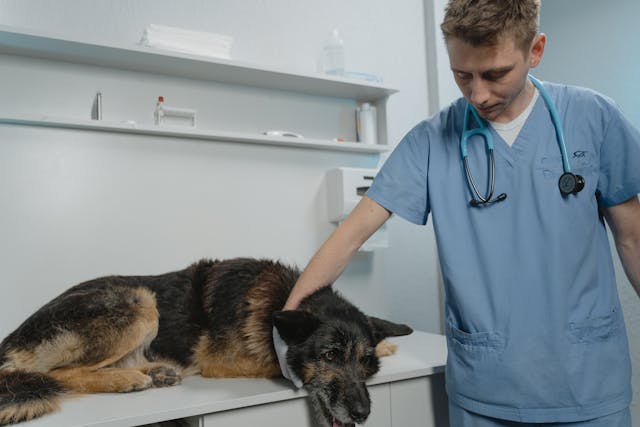 Getting Veterinary Care for Your Pet: When to Use Urgent Care and When It Is an Emergency