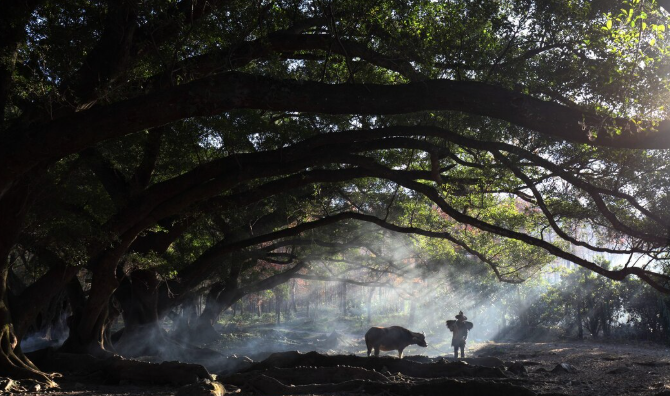 The Dark Earth of the Amazon That Lets Trees Grow Six Times Larger—And Scientists Think It Could Be Key to Fighting Climate Change