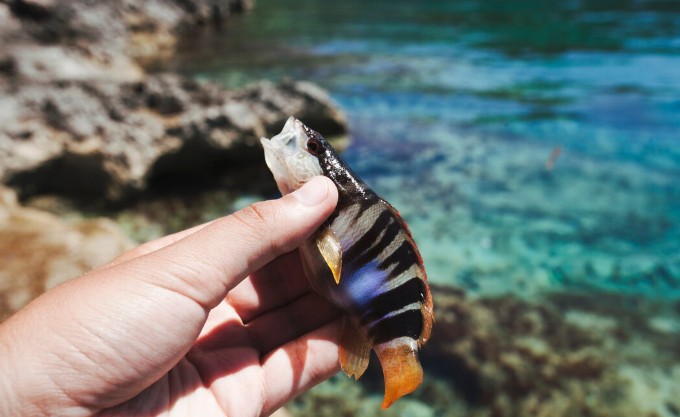 The NOAA Coral Resilience Strategy Is the Most Ambitious Government Marine Conservation Plan in 20 Years. Scientists Say It May Still Not Be Enough.