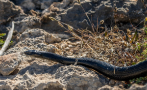 Georgia Snakes Are Changing Their Behavior Because of Climate Change. What That Tells Us About the Broader Ecological Collapse Already Underway.