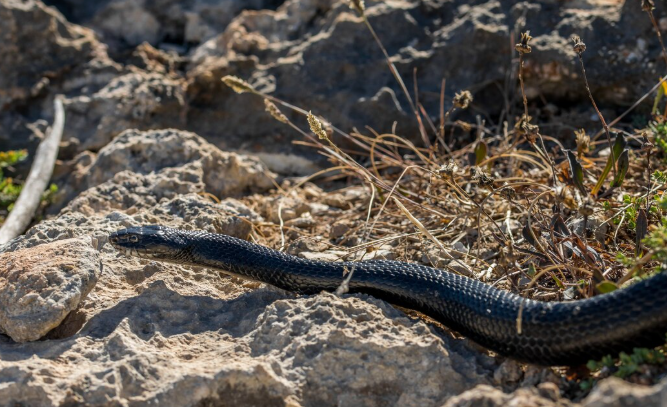 Georgia Snakes Are Changing Their Behavior Because of Climate Change. What That Tells Us About the Broader Ecological Collapse Already Underway.