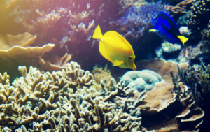 NOAA Coral Reef Strategy