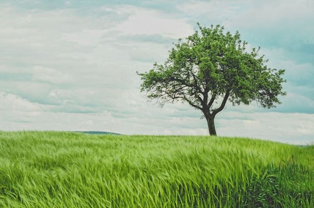 Overgrown Tree