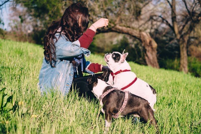 How Long Do French Bulldogs Live?