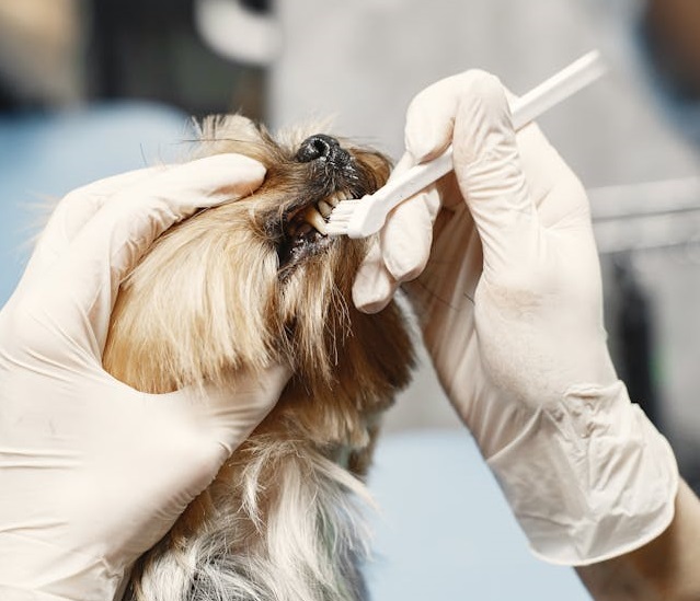 pet dental care