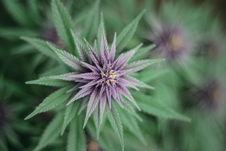 THCA flower