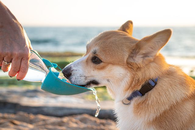Thirst in Dogs