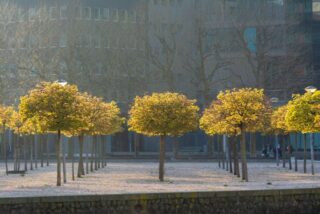 Proper Tree Care for Urban Areas: A Simple Guide to Cooler, Healthier Cities