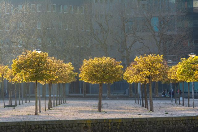 Proper Tree Care for Urban Areas: A Simple Guide to Cooler, Healthier Cities
