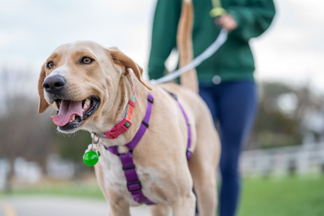 Living With IVDD in Dogs: What Daily Life Really Looks Like for Owners