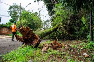 Tree Risk Assessment 101: Signs a Tree May Fail