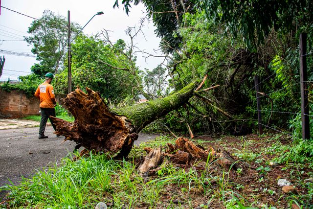 Tree Risk Assessment 101: Signs a Tree May Fail Tree Risk Assessment 101: Signs a Tree May Fail