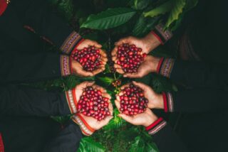 Top Sustainable Coffee Brands in 2026: Ethical Options for the Intentional Coffee Drinker