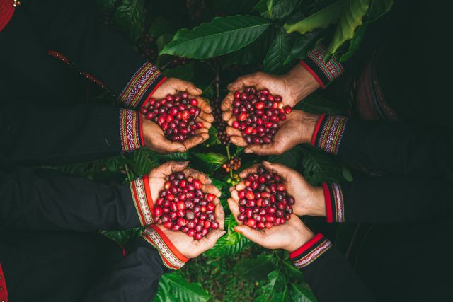 Top Sustainable Coffee Brands in 2026: Ethical Options for the Intentional Coffee Drinker Top Sustainable Coffee Brands in 2026: Ethical Options for the Intentional Coffee Drinker